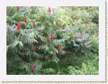 Flowering Tree - Jones Falls - Riddeau Canal * 2592 x 1944 * (2.41MB)